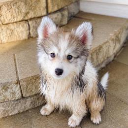 Briar - Black and white female Pomsky puppy in Cleveland, Ohio from Lake Point Pomskies