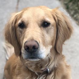 Cavalier King Charles Spaniels, Cavapoos, Goldendoodles, and Golden Retrievers from Park City Doodles