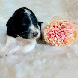 Pearl - Parti female Goldendoodle puppy in Osage City, Kansas from Golden Ridge Goldens