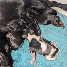 Yvette's girl - Black and tan female Cavalier King Charles Spaniel puppy in Seymour, Missouri from Painted Blessing's AKC Cavaliers LLC
