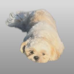 Po - Shih Tzu