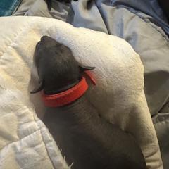 Old English Sheepdog and Peruvian Inca Orchid Puppies from La Siren