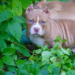Boy 2 - Lilac male American Bully puppy in Baltimore, Maryland from Weight In Gold Kennels