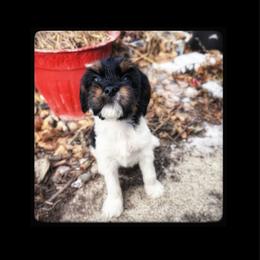 Luna Lovegood - Tri-color female Cavapoo puppy in Battle Lake, Minnesota from Panda Puppies