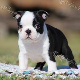 AKC 'Barkley' - Black and white male Boston Terrier puppy in Lamar, Missouri from Marti Acres ~ Boston Terrier & Beagles