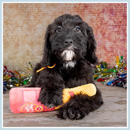 Woodstock - Black and white male Bernedoodle puppy in Connersville, Indiana from Deaz Doodle Ranch