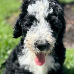 Bernedoodle Puppies from Ruthy's Bernedoodles