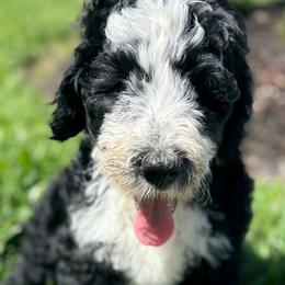 Bernedoodle Puppies from Ruthy's Bernedoodles