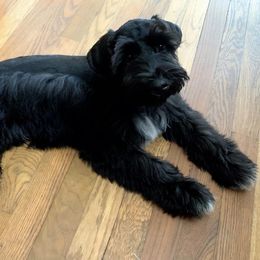 BB - Miniature Schnauzer
