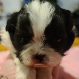 Girl 2 - Black and white female Shih Tzu puppy in Belleville, Michigan from Patricia's Heavenly Earth Angels