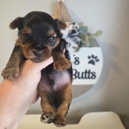 Brayden - Black and tan male Yorkshire Terrier puppy in Clermont, Florida from Bella's Prissy Butts