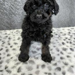 Smoky - Black and tan male Cavapoo puppy in Eau Claire, Wisconsin from Fisher River Doodle's