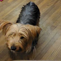 Bell - Yorkshire Terrier