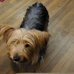 Bell - Yorkshire Terrier