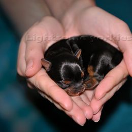 Yorkshire Terrier Puppies from Lightsome Yorkies