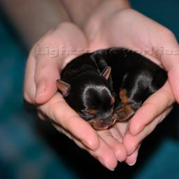 Yorkshire Terrier Puppies from Lightsome Yorkies
