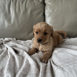Mr Darcy - Golden male Golden Retriever puppy in Mount Pleasant, Utah from Juniper Mountain Goldens