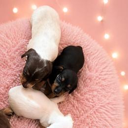 Dachshund puppies from Little Pawz, LLC