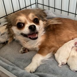 Chihuahuas from Knox Rock'n Chihuahuas