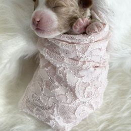 Labradoodle Puppies from Uintah Basin Doodles