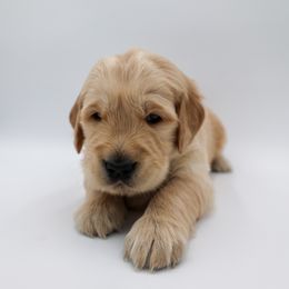 Golden Retriever Puppies from Wild Hearts Goldens