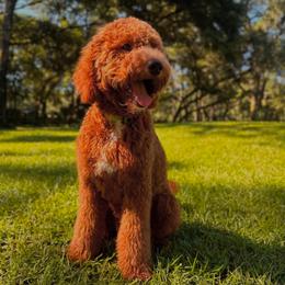 Fin - Bernedoodle
