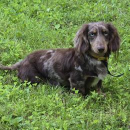 Sven - Dachshund