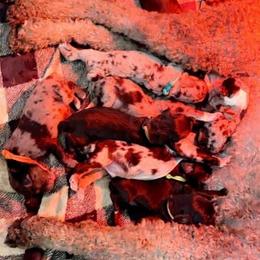 American Bully, Bernedoodle, Poodle, Sheepadoodle, and Whoodle Puppies from Wonderland’s Boujie Kennels