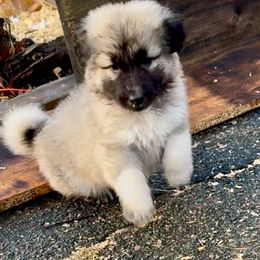 Girl 1 - Shiloh Shepherd puppy from Smokeshow Shilohs and Shepherds