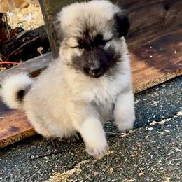Girl 1 - Shiloh Shepherd puppy from Smokeshow Shilohs and Shepherds
