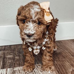 Buttercup - Red  female Poodle puppy in Portage, Utah from Pugsley Poodles