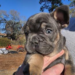 Jasmin - Blue fawn female French Bulldog puppy in Fayetteville, North Carolina from Burger's Pups