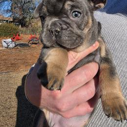 Jasmin - Blue fawn female French Bulldog puppy in Fayetteville, North Carolina from Burger's Pups