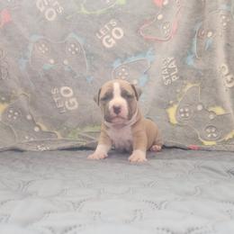 Girl 2 - Blue fawn female American Pit Bull Terrier puppy in Gambrills, Maryland from Kaotic APBTs
