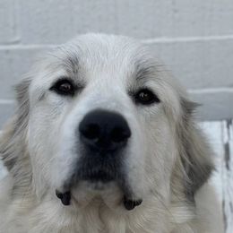 Great Pyrenees All Grown Up from McCarthy Ranchette