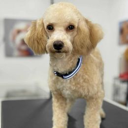 Benny - Poodle