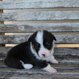 Candy - Black and tan female American Corgi puppy in Leighton, Alabama from Bar P Livestock Corgis