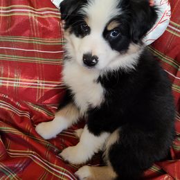 Miniature Australian Shepherd Puppies from Terri's Mini Aussies