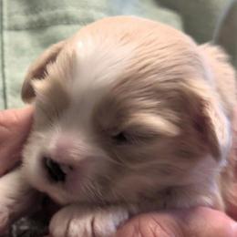 Hailey - Cream female Lhasa Apso puppy in Fort Worth, Texas from Cynthia's Lhasa Apsos