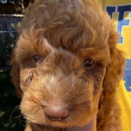 Cooper - Caramel ice male Labradoodle puppy in Lancaster, California from Mini Doodles