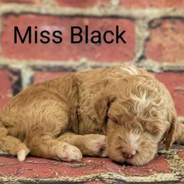 Miss Black - Red  female Goldendoodle puppy in Lebanon, Pennsylvania from Robertson's Retrievers and Doodles