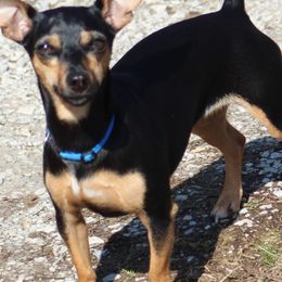 Grizz - Teddy Roosevelt Terrier