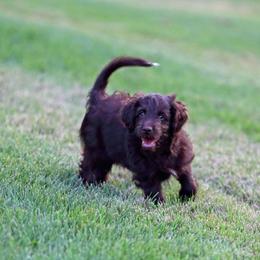 Aphrodite - Red female Aussiedoodle puppy in Colonial Beach, Virginia from Bristol Mine Kennels