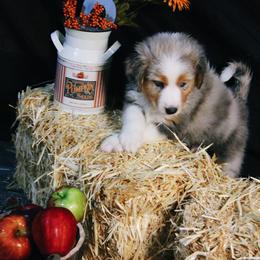 Australian Shepherd Puppies from Cooper Ridge Aussies