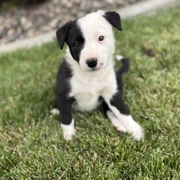 Girl 2 - Black and white female Border Collie puppy in Centerville, Washington from Forthright Farms