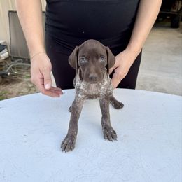 Zoey - Liver roan female German Shorthaired Pointer puppy in Glennville, Georgia from Andre Family Farms & Kennels