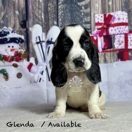 Glenda - Black and white female Basset Hound puppy in Dingess, West Virginia from Tuckers' Howling Hounds