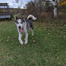 Siberian Husky All Grown Up from AKC-ley Huskies