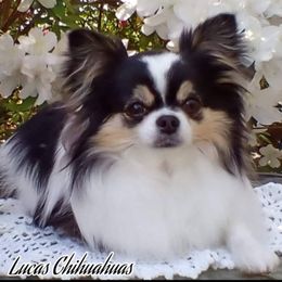 Chihuahua All Grown Up from Lucas Chihuahuas