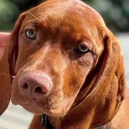 Vizslas from Vizsla of Florida